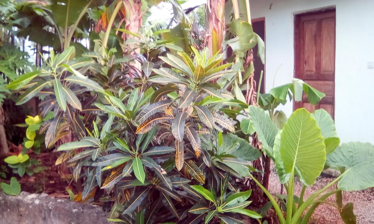 Jambiani Home Stay Екстериор снимка